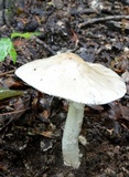 Amanita canescens image