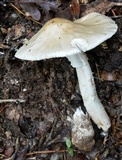 Amanita canescens image