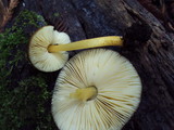 Pluteus romellii image