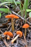 Hygrocybe psittacina var. perplexa image