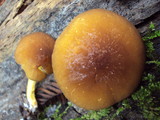 Pluteus romellii image