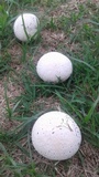 Calvatia cyathiformis image
