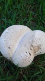 Calvatia cyathiformis image