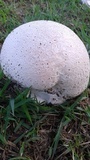 Calvatia cyathiformis image