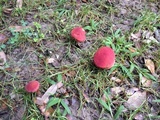 Hortiboletus campestris image
