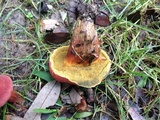 Hortiboletus campestris image