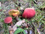 Hortiboletus campestris image