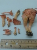 Cantharellus coccolobae image