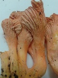 Cantharellus coccolobae image