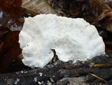 Trametes cubensis image