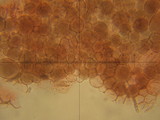 Pluteus romellii image
