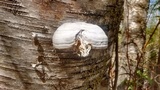 Fomes excavatus image