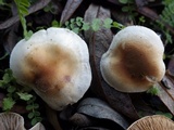 Hebeloma lutense image
