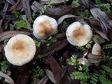 Hebeloma lutense image