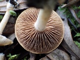 Hebeloma lutense image
