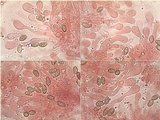 Hebeloma lutense image