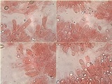 Hebeloma lutense image