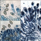 Hebeloma lutense image