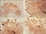 Hebeloma lutense image