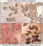 Hebeloma lutense image
