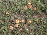 Suillus luteus image