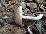 Inocybe griseolilacina image