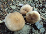 Inocybe griseolilacina image