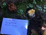 Ramaria rasilispora var. scatesiana image