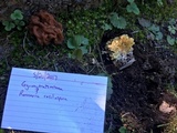 Ramaria rasilispora var. scatesiana image