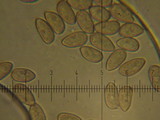 Inocybe griseolilacina image