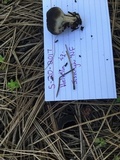 Helvella leucomelaena image