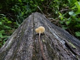 Rhizomarasmius pyrrhocephalus image