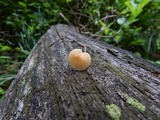 Rhizomarasmius pyrrhocephalus image