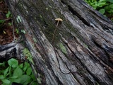 Rhizomarasmius pyrrhocephalus image