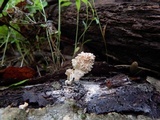 Xylaria cubensis image