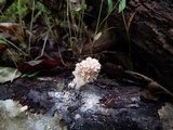 Xylaria cubensis image