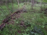 Xylaria cubensis image