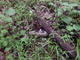 Xylaria cubensis image