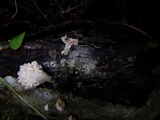 Xylaria cubensis image