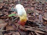 Ganoderma sessile image