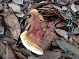Ganoderma sessile image