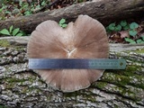 Megacollybia rodmanii image