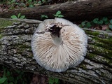 Megacollybia rodmanii image