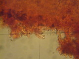 Inocybe griseolilacina image
