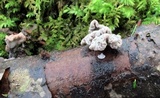 Xylaria cubensis image