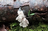 Xylocoremium flabelliforme image