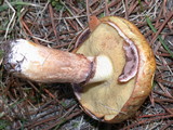 Suillus luteus image