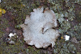 Dermatocarpon miniatum image