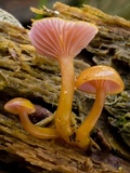 Chromosera cyanophylla image