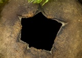 Neournula nordmanensis image